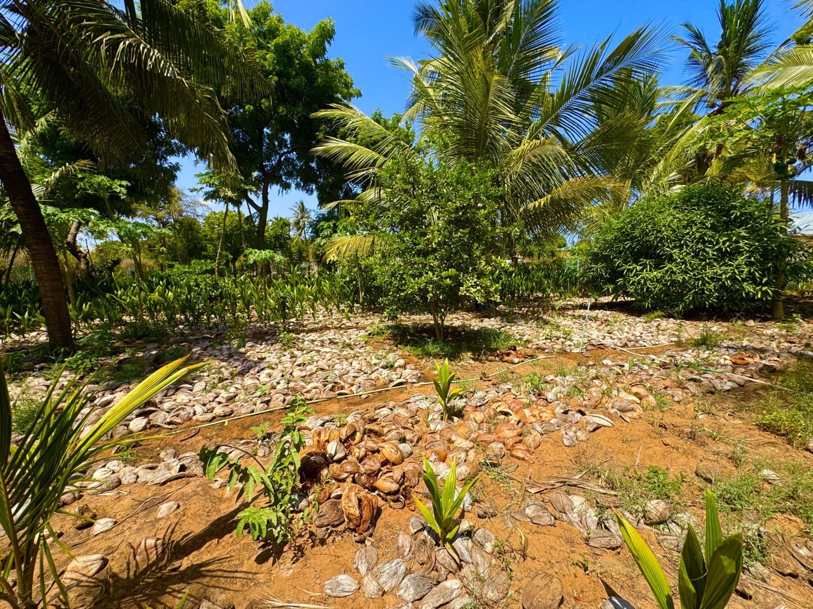 Coastal landscape at Kilifi
