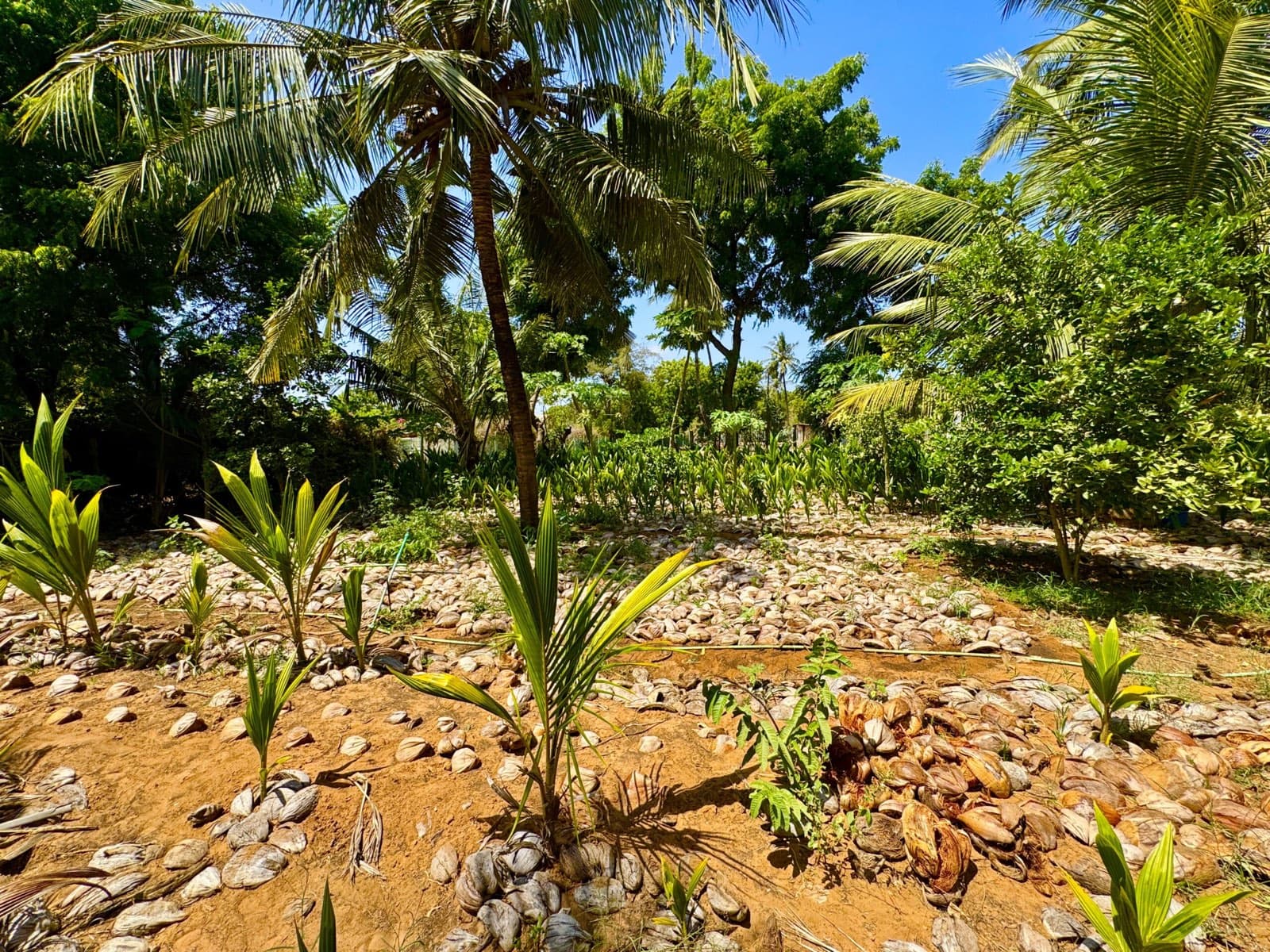 Shoreline below the Kilifi plots