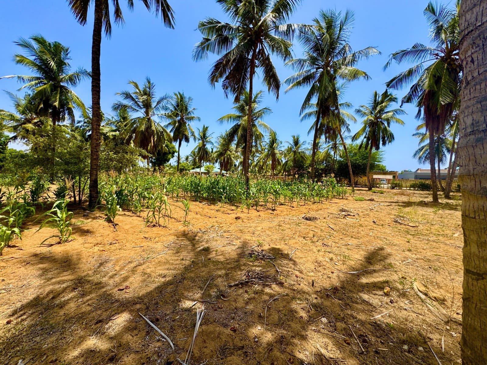 Terrain across the Kilifi plots