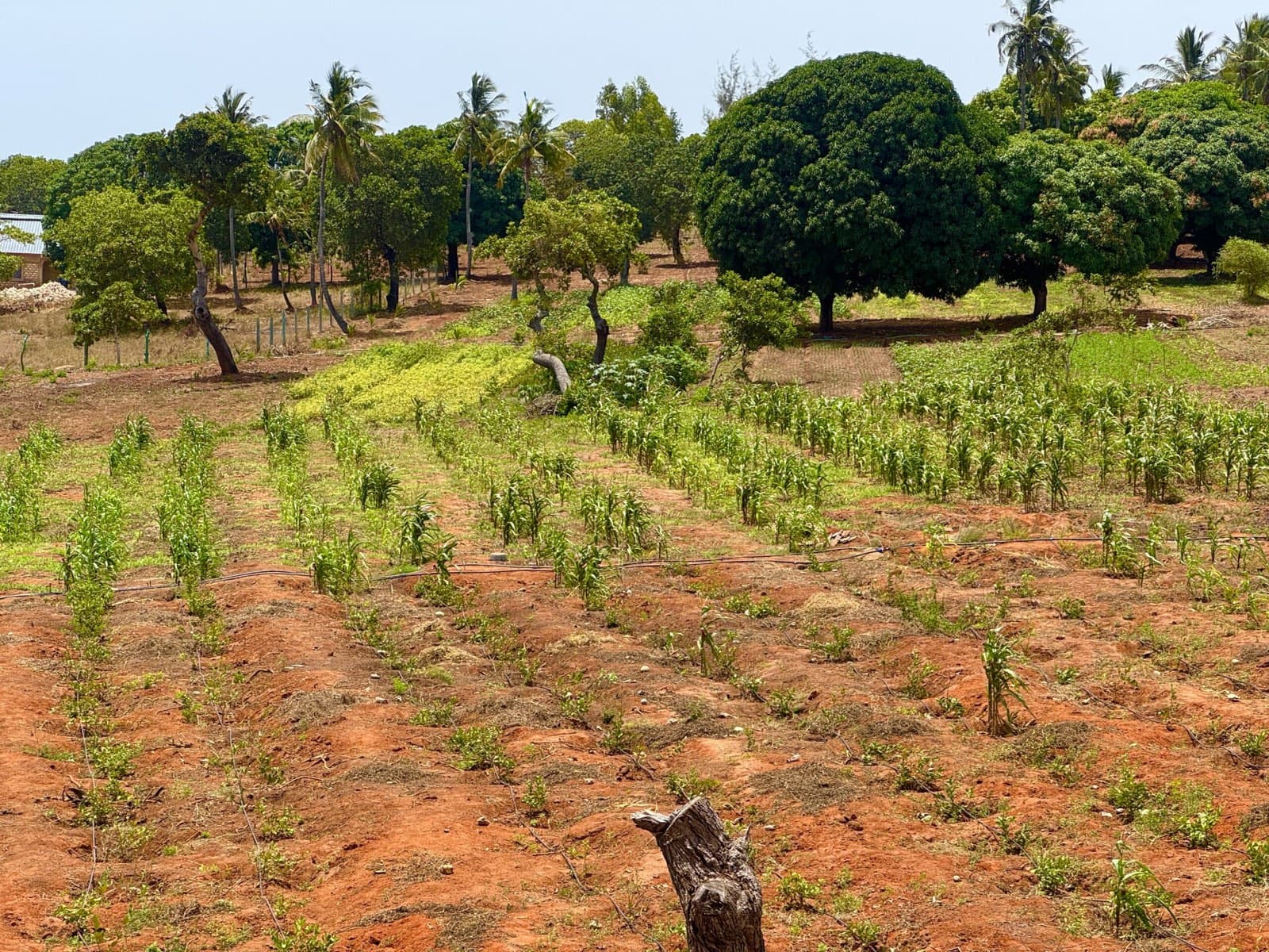 The Kwale site