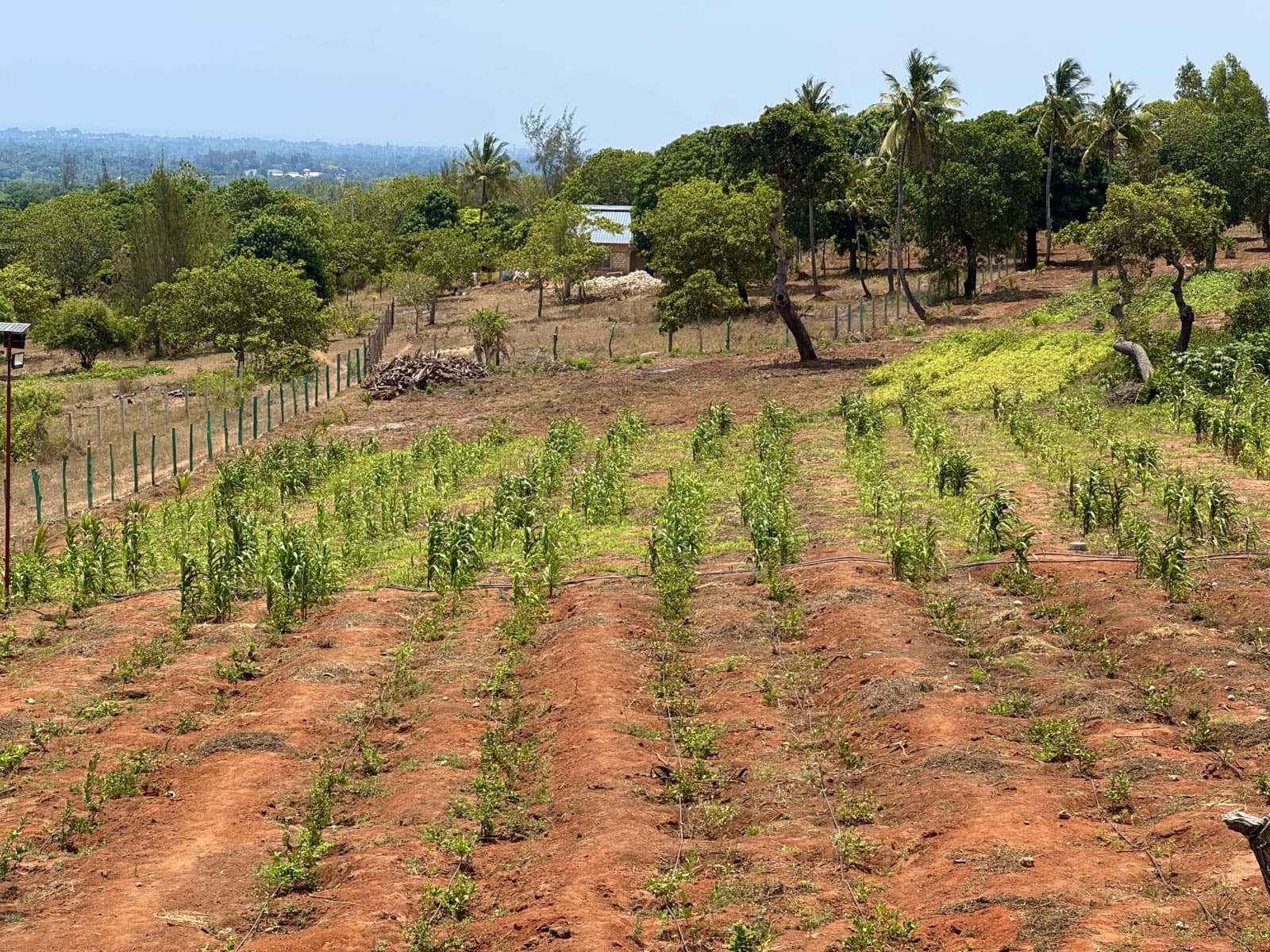 The Kwale site