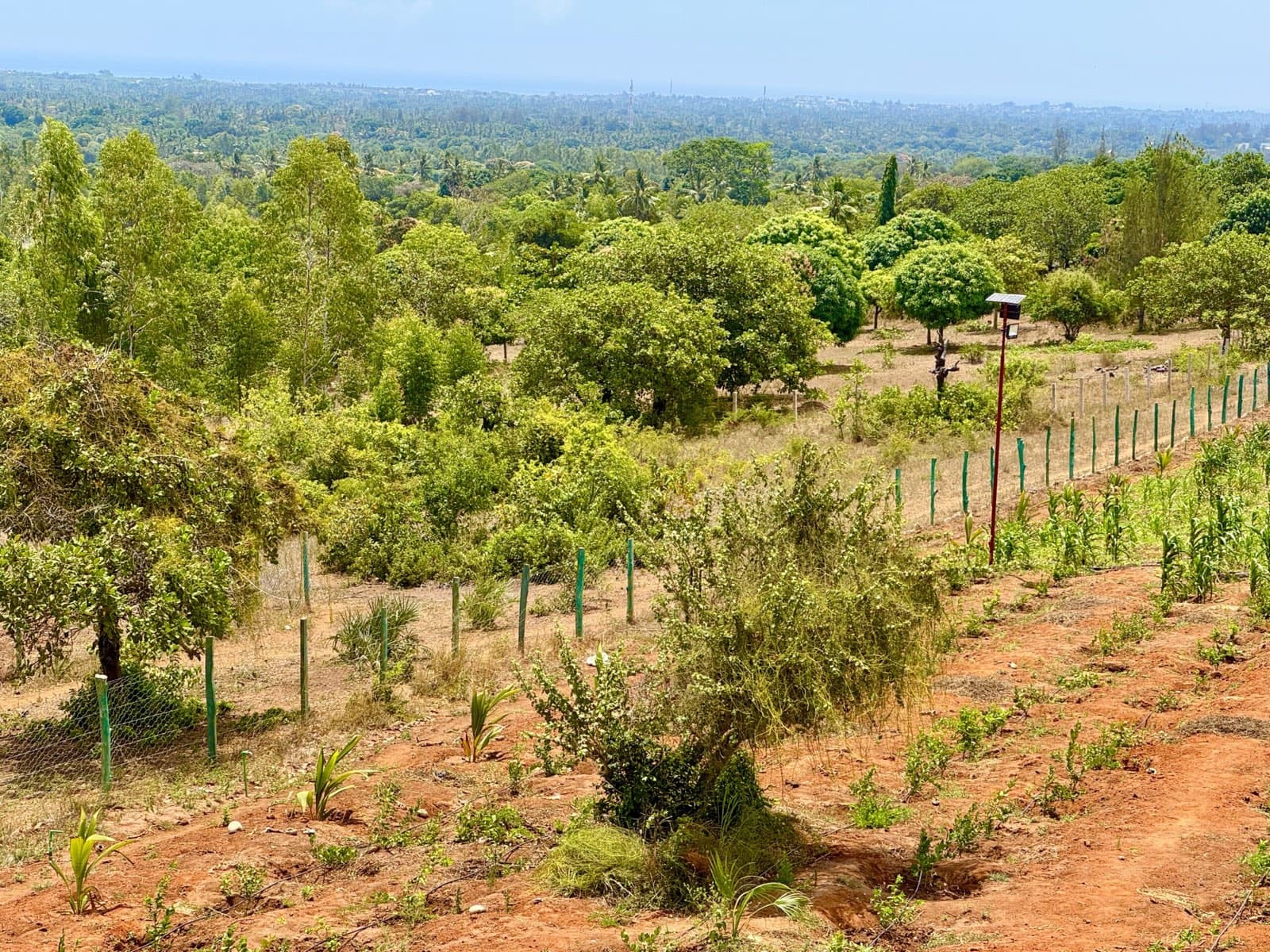 The Kwale site